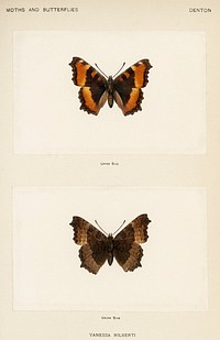 Fire-rim Tortoiseshell (Vanessa Milberti).  Digitally enhanced from our own publication of Moths and Butterflies of the United States (1900) by Sherman F. Denton (1856-1937).
