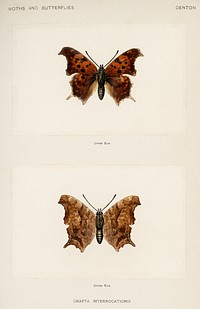 Question Mark (Grapta Interrogationis).  Digitally enhanced from our own publication of Moths and Butterflies of the United States (1900) by Sherman F. Denton (1856-1937).