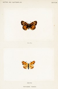 Pearl Crescent (Phyciodes Tharos).  Digitally enhanced from our own publication of Moths and Butterflies of the United States (1900) by Sherman F. Denton (1856-1937).