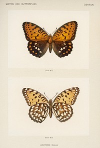 Regal Fritillary (Argynnis Idalia).  Digitally enhanced from our own publication of Moths and Butterflies of the United States (1900) by Sherman F. Denton (1856-1937).