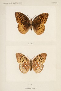 Great Spangled Fritillary (Argynnis Cybele).  Digitally enhanced from our own publication of Moths and Butterflies of the United States (1900) by Sherman F. Denton (1856-1937).