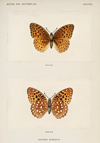 Aphrodite Fritillary (Argynnis Aphrodite).  Digitally enhanced from our own publication of Moths and Butterflies of the United States (1900) by Sherman F. Denton (1856-1937).