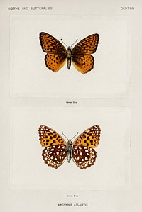 Atlantis Fritillary (Argynnis Atlantis).  Digitally enhanced from our own publication of Moths and Butterflies of the United States (1900) by Sherman F. Denton (1856-1937).
