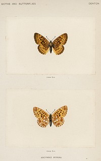 Silver-bordered Fritillary (Argynnis Myrina).  Digitally enhanced from our own publication of Moths and Butterflies of the United States (1900) by Sherman F. Denton (1856-1937).