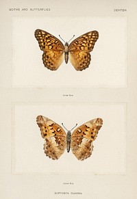 Variegated Fritillary (Euptoieta Claudia).  Digitally enhanced from our own publication of Moths and butterflies of the United States (1900) by Sherman F. Denton (1856-1937).