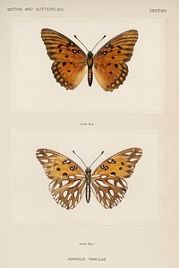Gulf Fritillary (Agraulis Vanillae).  Digitally enhanced from our own publication of Moths and Butterflies of the United States (1900) by Sherman F. Denton (1856-1937).