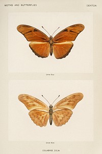 Julia butterfly (Colaenis Julia).  Digitally enhanced from our own publication of Moths and Butterflies of the United States (1900) by Sherman F. Denton (1856-1937).