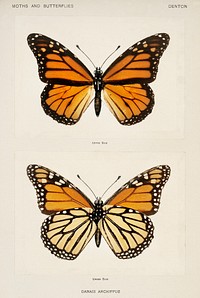 Monarch Butterfly (Danais Archippus).  Digitally enhanced from our own publication of Moths and butterflies of the United States (1900) by Sherman F. Denton (1856-1937).