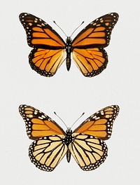 Vintage Illustration of Monarch Butterfly.