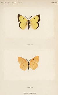 Clouded Sulphur (Colias Philodice).  Digitally enhanced from our own publication of Moths and Butterflies of the United States (1900) by Sherman F. Denton (1856-1937).
