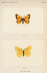 Orange Sulphur (Colias Eurytheme).  Digitally enhanced from our own publication of Moths and Butterflies of the United States (1900) by Sherman F. Denton (1856-1937).