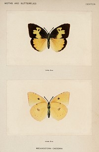 Southern Dogface (Meganostoma Caesonia).  Digitally enhanced from our own publication of Moths and Butterflies of the United States (1900) by Sherman F. Denton (1856-1937).