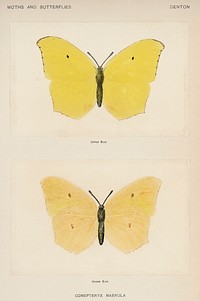 Angled Sulphur (Gonepteryx Maerula).  Digitally enhanced from our own publication of Moths and Butterflies of the United States (1900) by Sherman F. Denton (1856-1937).