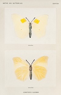White Angled-sulphur (Gonepteryx Clorinde).  Digitally enhanced from our own publication of Moths and Butterflies of the United States (1900) by Sherman F. Denton (1856-1937).