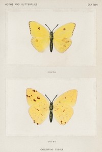 Cloudless Sulphur (Callidryas Eubule).  Digitally enhanced from our own publication of Moths and Butterflies of the United States (1900) by Sherman F. Denton (1856-1937).