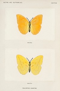Orange Giant Sulphur (Callidryas Agarithe).  Digitally enhanced from our own publication of Moths and Butterflies of the United States (1900) by Sherman F. Denton (1856-1937).