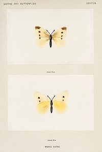 Small Cabbage White (Pieris Rapae).  Digitally enhanced from our own publication of Moths and Butterflies of the United States (1900) by Sherman F. Denton (1856-1937).