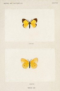 Little Sulphur (Terias Lisa).  Digitally enhanced from our own publication of Moths and Butterflies of the United States (1900) by Sherman F. Denton (1856-1937).