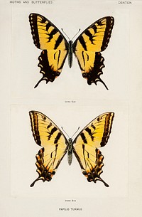 Eastern Tiger Swallowtail (Papilio Turnus).  Digitally enhanced from our own publication of Moths and Butterflies of the United States (1900) by Sherman F. Denton (1856-1937).