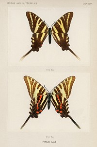 Papilio Ajax.  Digitally enhanced from our own publication of Moths and Butterflies of the United States (1900) by Sherman F. Denton (1856-1937).