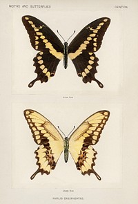 Giant Swallowtail (Papilio Cresphontes). Digitally enhanced from our own publication of Moths and Butterflies of the United States (1900) by Sherman F. Denton (1856-1937).