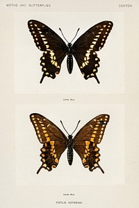 Black Swallowtail (Papilio Asterias).  Digitally enhanced from our own publication of Moths and Butterflies of the United States (1900) by Sherman F. Denton (1856-1937).