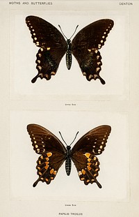 Spicebush Swallowtail (Papilio Troilus).  Digitally enhanced from our own publication of Moths and Butterflies of the United States (1900) by Sherman F. Denton (1856-1937).