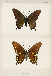 Blue Swallowtail (Papilio Philenor). Digitally enhanced from our own publication of Moths and Butterflies of the United States (1900) by Sherman F. Denton (1856-1937).