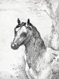 Head of a horse (ca. 1725–1792) print in high resolution by Aert Schouman. Original from The Rijksmuseum. Digitally enhanced by rawpixel.