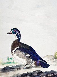 A Duck (ca. 1725-1792) painting in high resolution by Aert Schouman.Original from the MET Museum. Digitally enhanced by rawpixel.