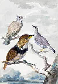 Three birds, two Inca Pigeons and a collared bearded cuckoo (1753) painting in high resolution by Aert Schouman. Original from the Rijksmuseum. Digitally enhanced by rawpixel.