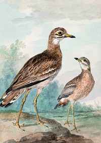 Stone-curlew (1777) painting in high resolution by Aert Schouman. Original from the Rijksmuseum. Digitally enhanced by rawpixel.