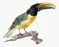Wied's toucan psd illustration, remixed from artworks by Aert Schouman