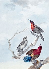 Three Crimson Sunbirds (1780) painting in high resolution by Aert Schouman. Original from the Rijksmuseum. Digitally enhanced by rawpixel.