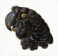 Head of a Cockatoo (1725–1792) painting in high resolution by Aert Schouman. Original from The Rijksmuseum. Digitally enhanced by rawpixel.