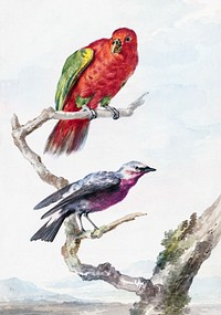 Two birds, including a red-green parrot (ca. 1720–1792) painting in high resolution by Aert Schouman. Original from the Rijksmuseum. Digitally enhanced by rawpixel.