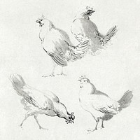 Four chickens (ca. 1720–1792) drawing in high resolution by Aert Schouman. Original from The Rijksmuseum. Digitally enhanced by rawpixel.