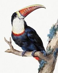 Red billed toucan psd illustration, remixed from artworks by Aert Schouman