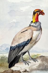 King vulture (1758) painting in high resolution by Aert Schouman. Original from The Rijksmuseum. Digitally enhanced by rawpixel.