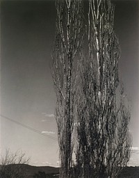 The Two Poplars, Lake George (1934) photo in high resolution by Alfred Stieglitz. Original from the Saint Louis Art Museum. Digitally enhanced by rawpixel.