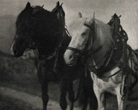 Horses during 20th century photo in high resolution by Alfred Stieglitz. Original from the Minneapolis Institute of Art. Digitally enhanced by rawpixel.