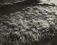 Grass and Frost (1934) by Alfred Stieglitz. Original from The Art Institute of Chicago. Digitally enhanced by rawpixel.