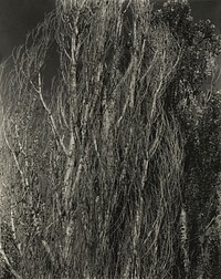 Poplars&mdash;Lake George (1932) by Alfred Stieglitz. Original from The Art Institute of Chicago. Digitally enhanced by rawpixel.