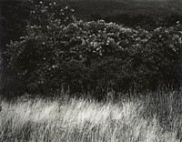 Hedge and Grasses&ndash;Lake George (1933) by <a href="https://www.rawpixel.com/search/Alfred%20Stieglitz?sort=curated&amp;page=1&amp;topic_group=_my_topics">Alfred Stieglitz</a>. Original from The Art Institute of Chicago. Digitally enhanced by rawpixel.