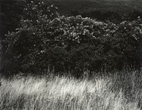 Hedge and Grasses–Lake George (1933) by Alfred Stieglitz. Original from The Art Institute of Chicago. Digitally enhanced by rawpixel.