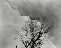 Tree Set 3 (1924) by Alfred Stieglitz. Original from The Art Institute of Chicago. Digitally enhanced by rawpixel.
