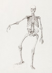 Human Skeleton, Anterior View (Right Arm Outstretched; finished study for unpublished table), (1795–1806) drawing in high resolution by George Stubbs. Original from The Yale University Art Gallery. Digitally enhanced by rawpixel.