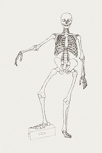 Human Skeleton, Anterior View (1795&ndash;1806) drawing in high resolution by George Stubbs. Original from The Yale University Art Gallery. Digitally enhanced by rawpixel.