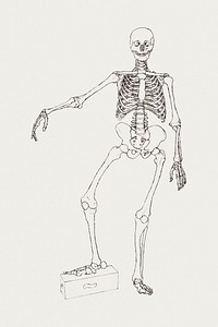 Human Skeleton, Anterior View (1795–1806) drawing in high resolution by George Stubbs. Original from The Yale University Art Gallery. Digitally enhanced by rawpixel.