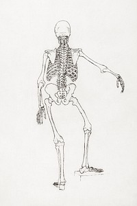 Human Skeleton, Posterior View (1795&ndash;1806) drawing in high resolution by George Stubbs. Original from The Yale University Art Gallery. Digitally enhanced by rawpixel.